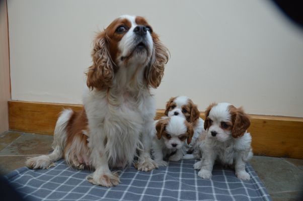 Cavalier King Charles Welpen. WhatsApp: +44 7469 456352