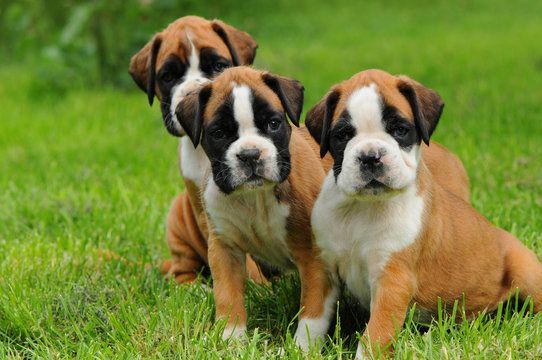 Boxer-Welpen. WhatsApp: +44 7469 456352