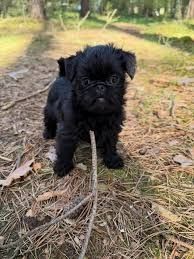 Affenpinscher-Welpen.WhatsApp: +44 7469 456352