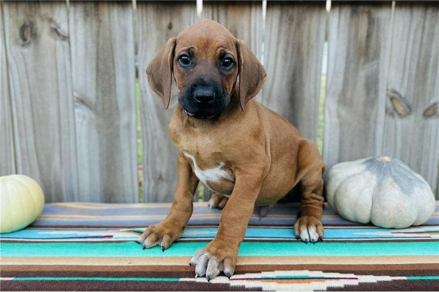 Rhodesian Ridgeback Welpen. WhatsApp: +44 7469 456352