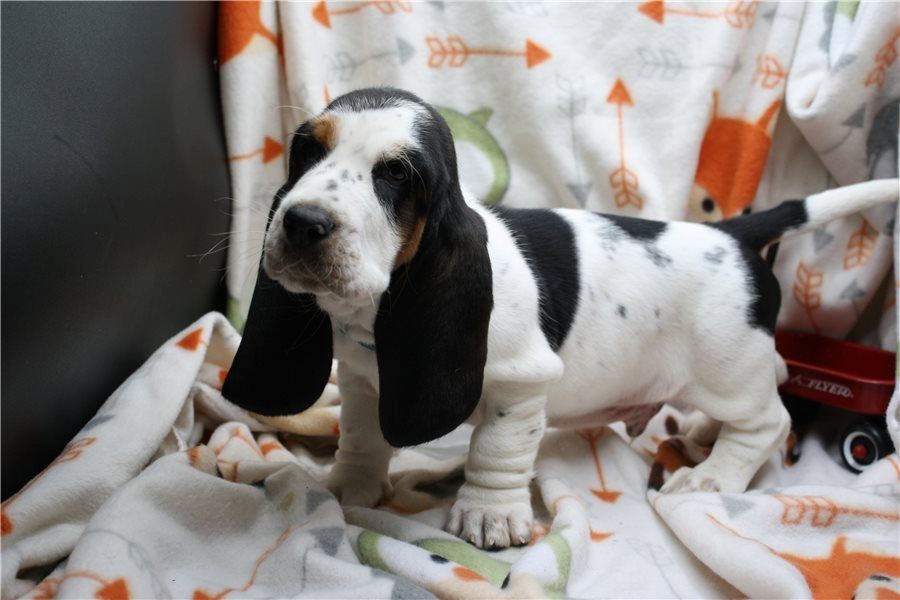 Basset Hound Welpen. WhatsApp: +44 7469 456352
