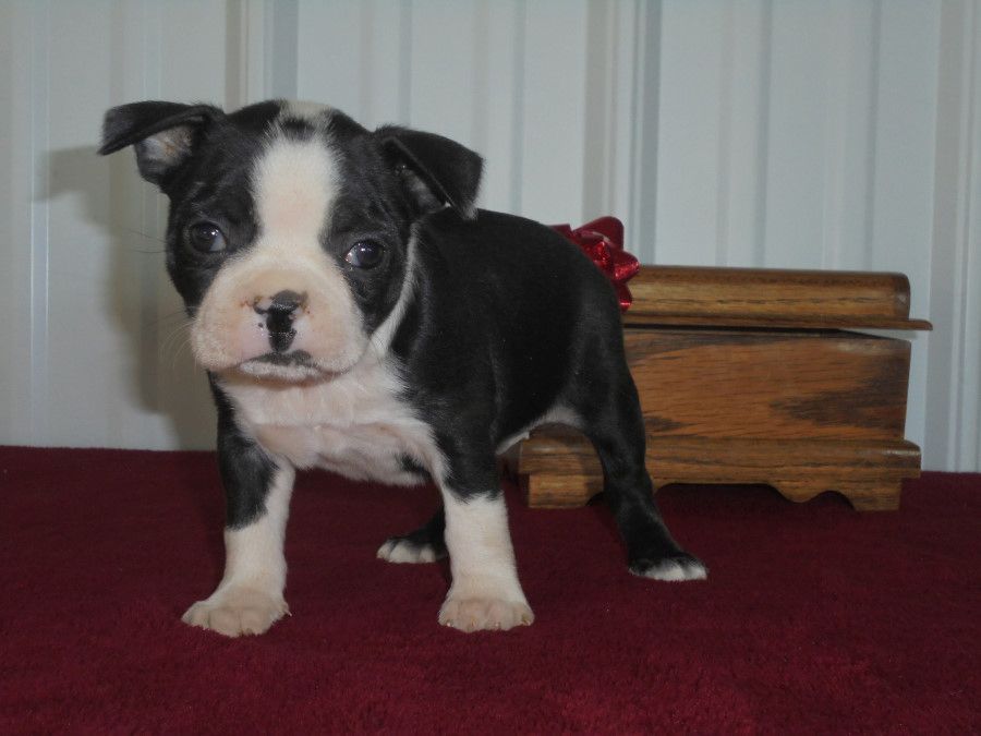 Boston-Terrier-Welpen. WhatsApp: +44 7469 456352