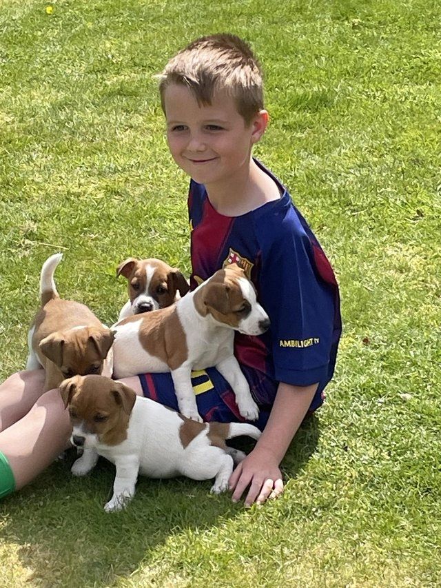 Jack-Russell-Welpen abzugeben.