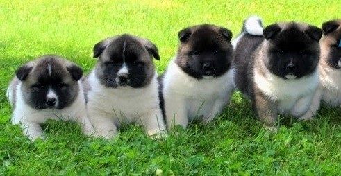 Akita-Welpen zu vermitteln.
