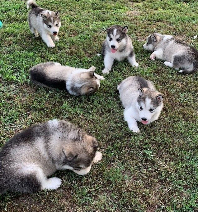Alaskan Malamute Welpen abzugeben.