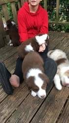 Australische Schäferhundwelpen suchen ein neues Zuhause.