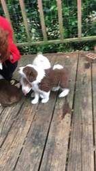 Australische Schäferhundwelpen suchen ein neues Zuhause.