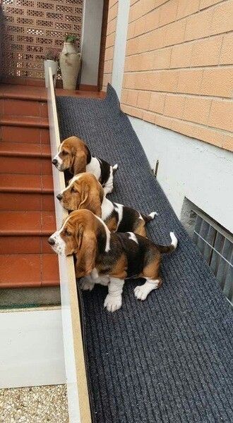 Basset-Hound-Welpen zu vermitteln.