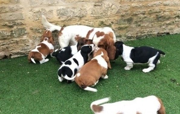 Basset-Hound-Welpen zu vermitteln.