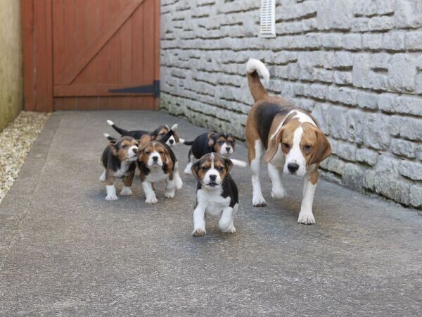 Beagle-Welpen zu verkaufen