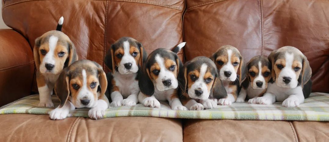 Beagle-Welpen zu verkaufen