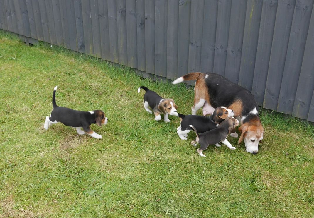 Beagle-Welpen zu verkaufen