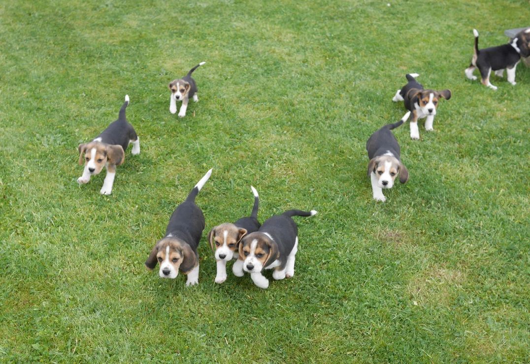 Beagle-Welpen zu verkaufen