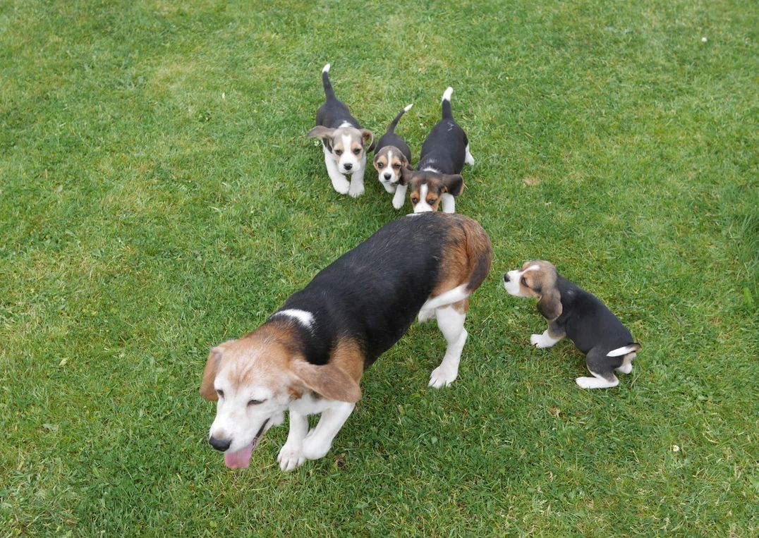 Beagle-Welpen zu verkaufen