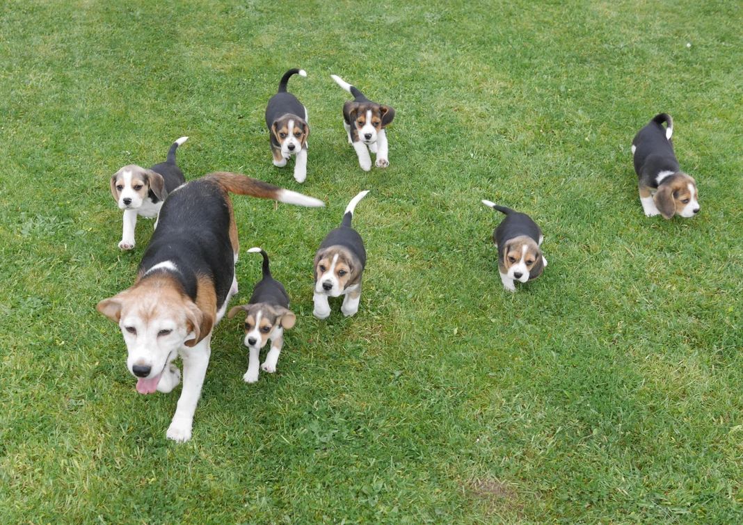 Beagle-Welpen zu verkaufen