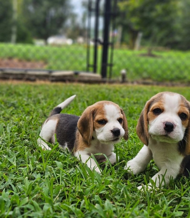 Beagle-Welpen zu verkaufen