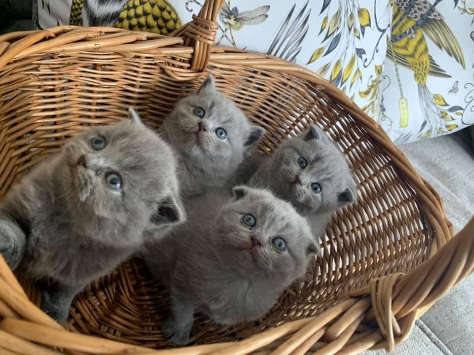 Scottish-Fold-Kätzchen zu verkaufen
