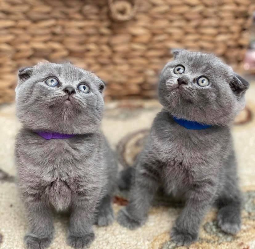 Scottish-Fold-Kätzchen zu verkaufen