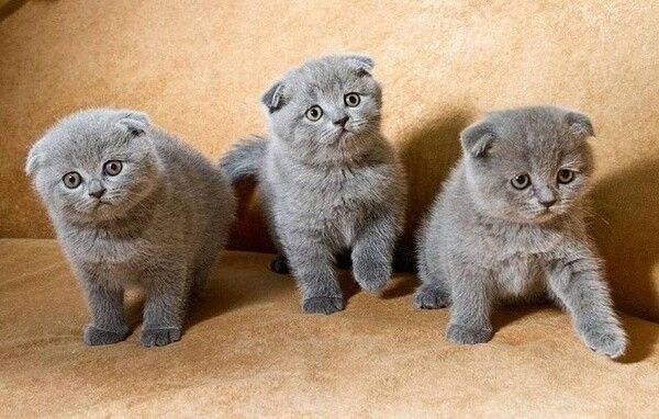 Scottish-Fold-Kätzchen zu verkaufen