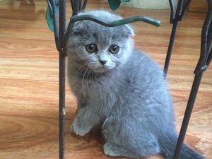 Scottish-Fold-Kätzchen suchen ein neues Zuhause