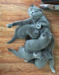 Scottish-Fold-Kätzchen suchen ein neues Zuhause