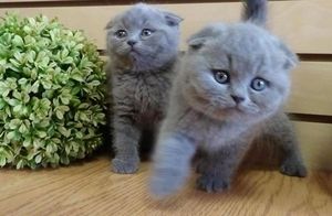 Scottish-Fold-Kätzchen suchen ein neues Zuhause