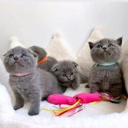 Scottish-Fold-Kätzchen suchen ein neues Zuhause