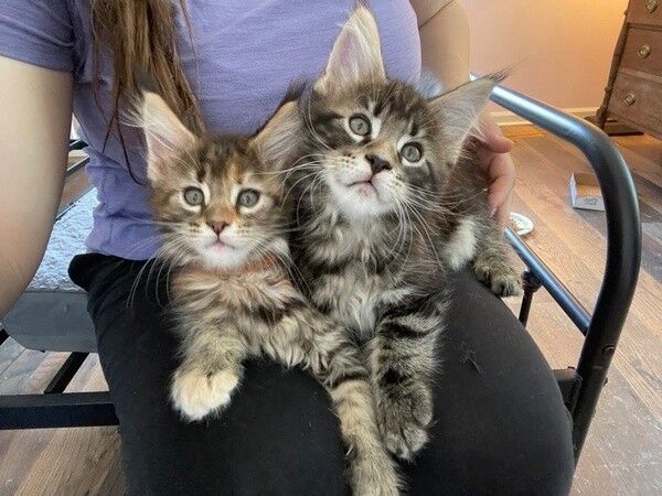 Maine-Coon-Kätzchen suchen ein neues Zuhause