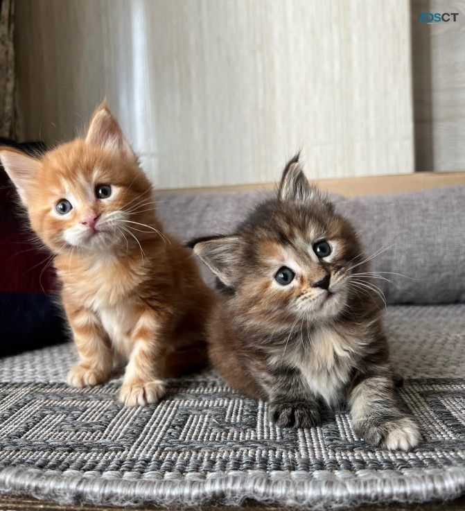 Maine-Coon-Kätzchen suchen ein neues Zuhause