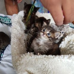 Maine-Coon-Kätzchen suchen ein neues Zuhause