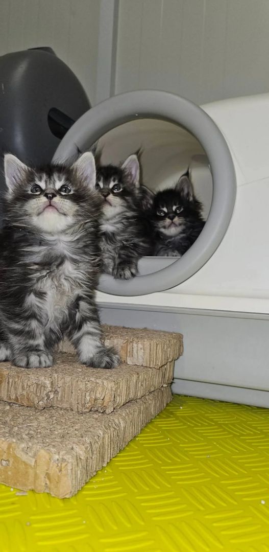 Maine-Coon-Kätzchen suchen ein neues Zuhause