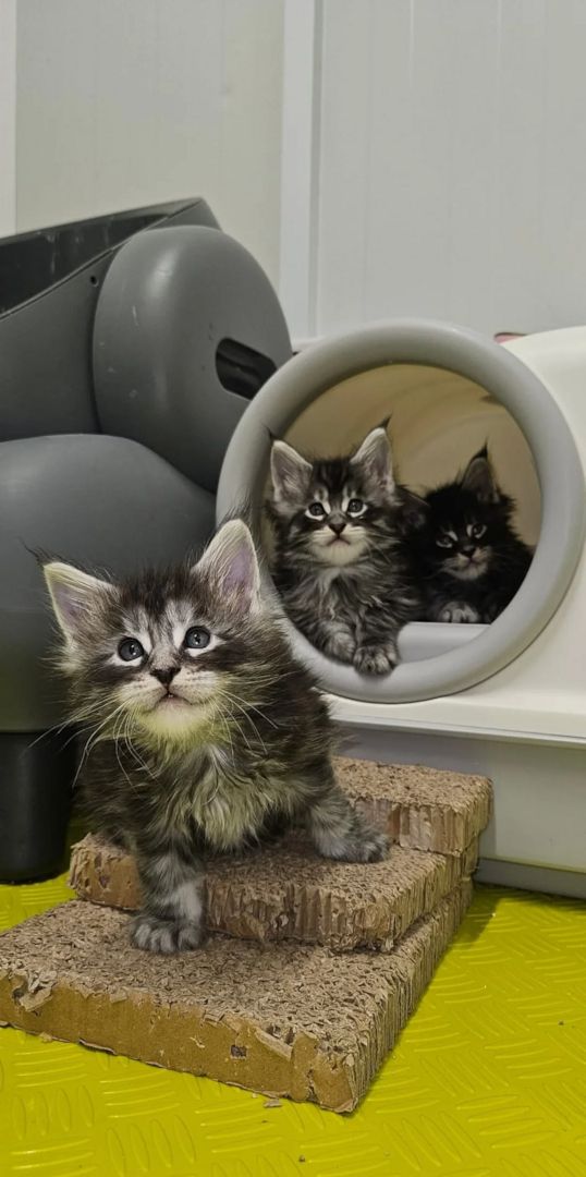Maine-Coon-Kätzchen suchen ein neues Zuhause