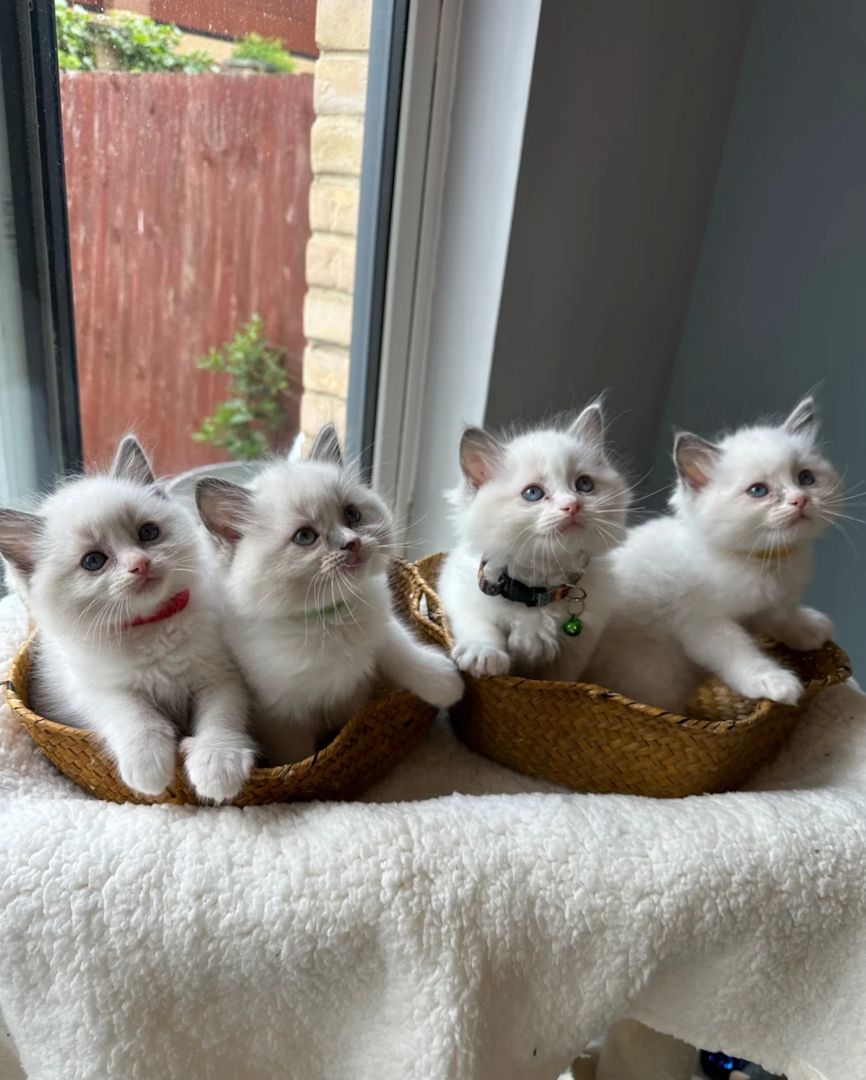 Ragdoll-Kätzchen suchen ein neues Zuhause