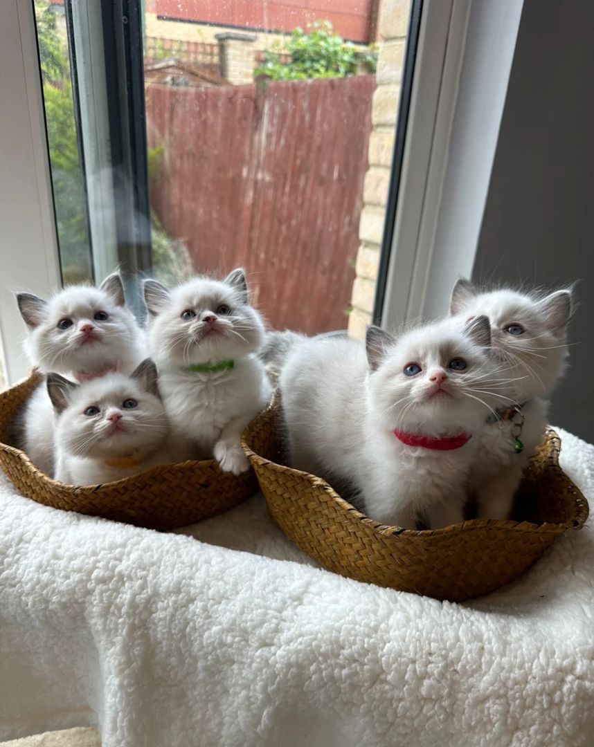 Ragdoll-Kätzchen suchen ein neues Zuhause