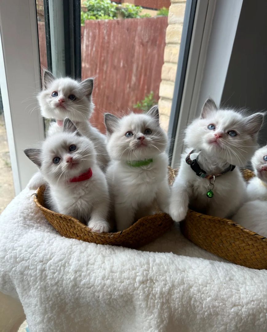 Ragdoll-Kätzchen suchen ein neues Zuhause