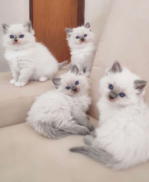 Ragdoll-Kätzchen suchen ein neues Zuhause