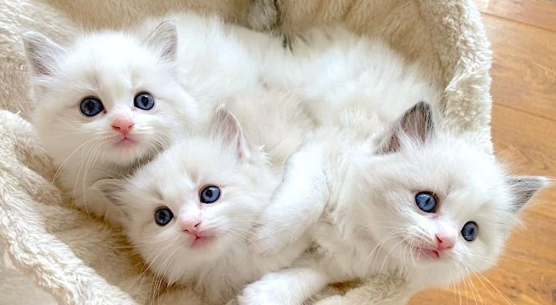 Ragdoll-Kätzchen suchen ein neues Zuhause