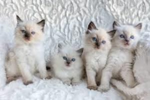 Ragdoll-Kätzchen suchen ein neues Zuhause