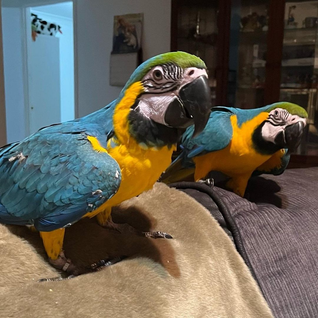 Gelbbrustaras zur Adoption