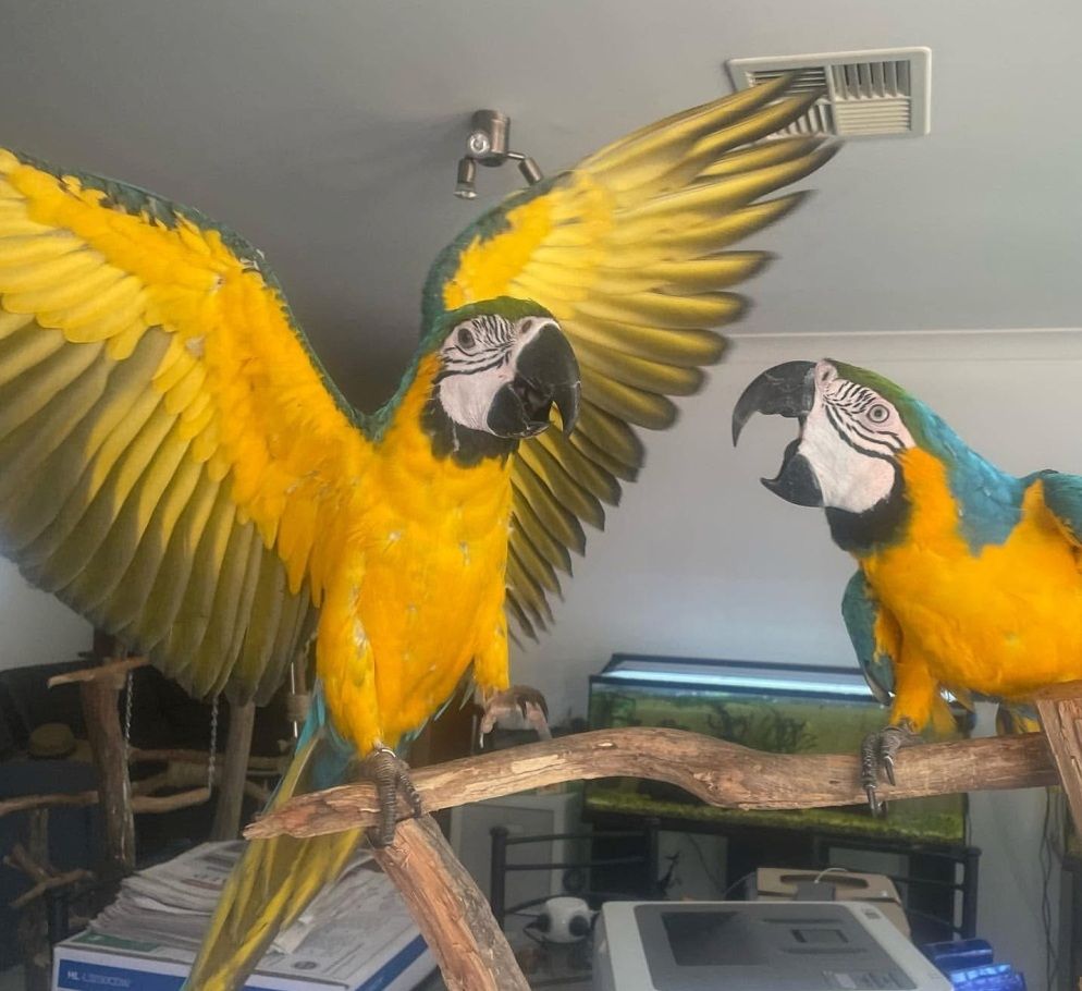 Gelbbrustaras zur Adoption