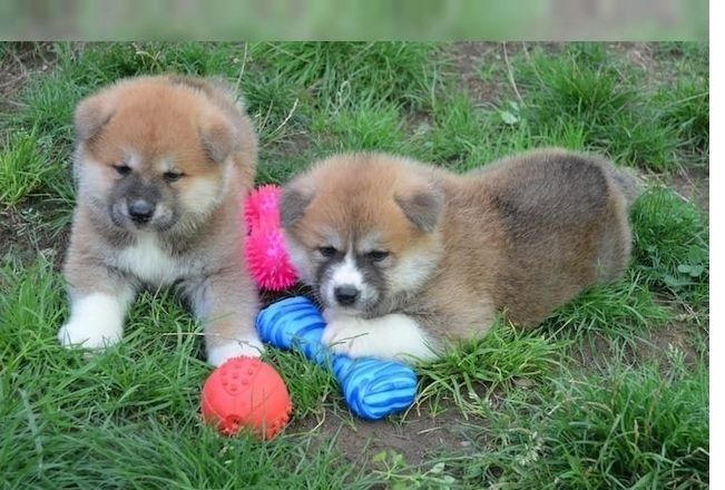 Shiba Inu welpen suchen neues Zuhause