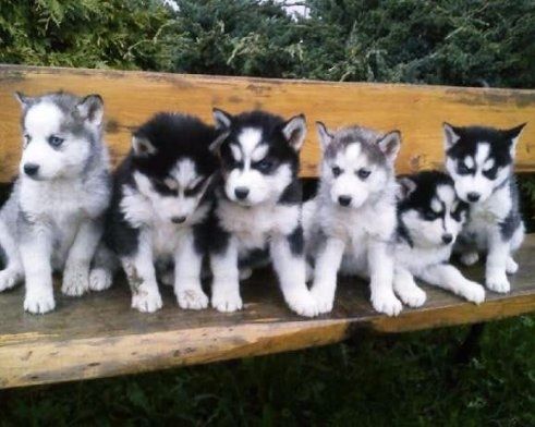 Süße Siberian Husky Welpen