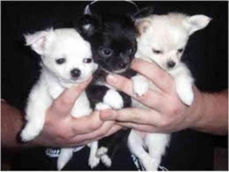 Super süße MINI chihuahua welpen mit Papieren