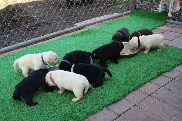 Wunderschöne Labradorwelpen mit Papieren