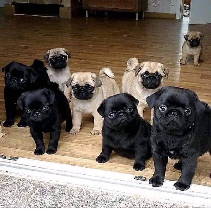 Mops welpen-W m