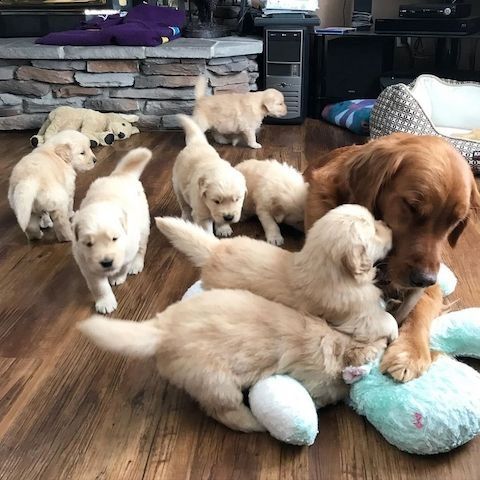 Golden Retriever Welpen zur Annahme