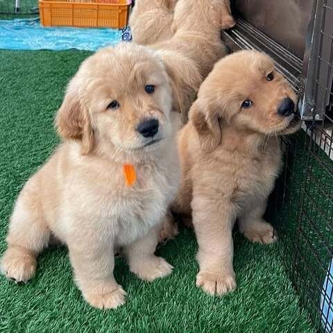 Golden Retriever-Welpen zu verkaufen.