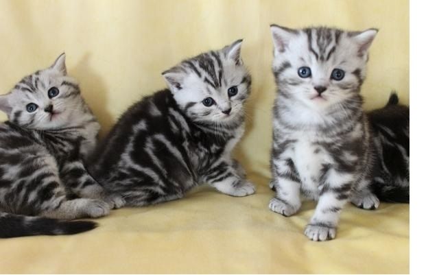 Reinrassige BKH kitten