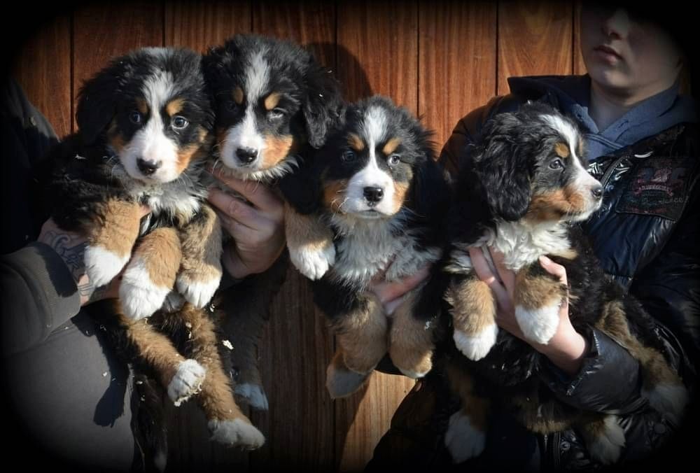 Berner Sennenhundwelpen (registriert)