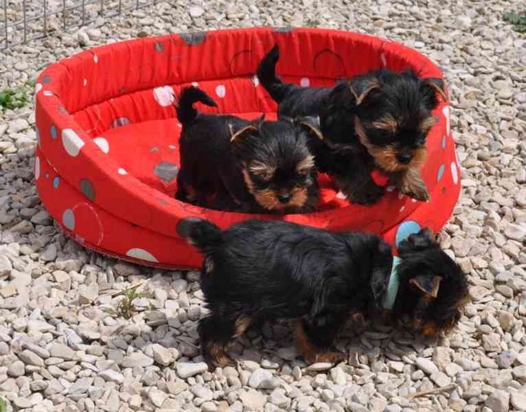 Yorkshire Terrier 12 Wochen mit Papieren